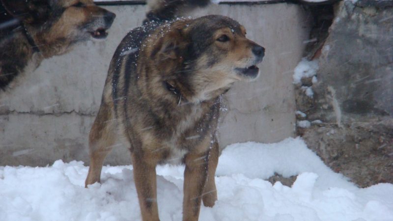 В Омске расследуют нападение стаи бродячих собак на мальчика (видео) собака
