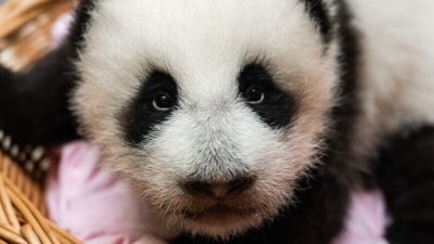 Панда Катюша теперь не только пушистая, но и зубастая