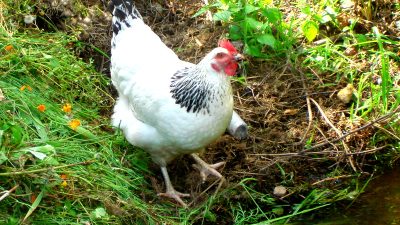 Курица: самая распространённая птица на планете Земля