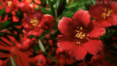 Гранат: король восточных фруктов