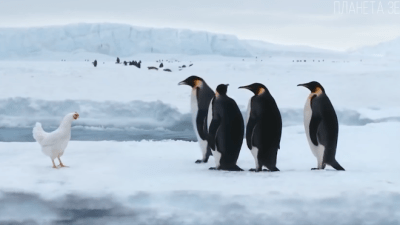 Пингвины: удивительные нелетающие птицы планеты Земля