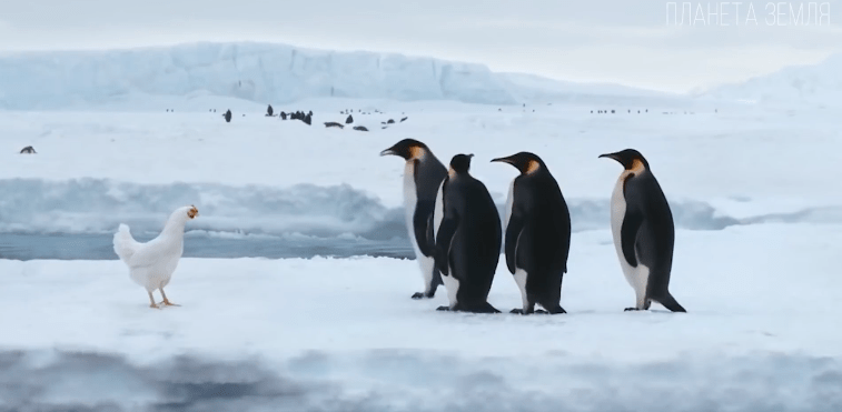 Penajul. птица в австралии казуар. шлемоносный казуар. нелетающая птица 3. казуар дерево.