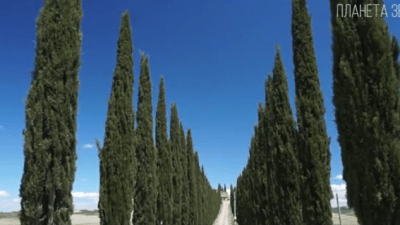 Кипарис — символ вечного существования души