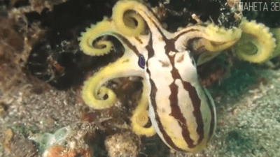 Осьминог: мимикрирует и «видит» руками