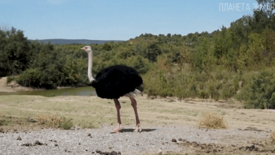 Страус: самая большая птица на планете Земля