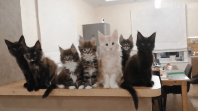 Мейн-кун: пушистый великан