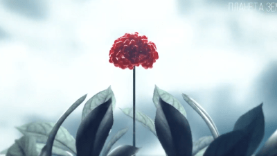 Женьшень — панацея от всех болезней