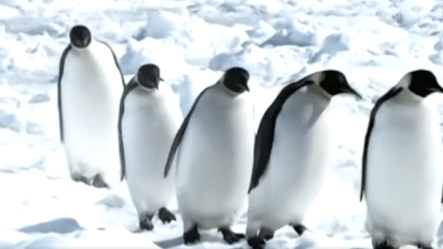 Антарктида: самый холодный континент на планете Земля