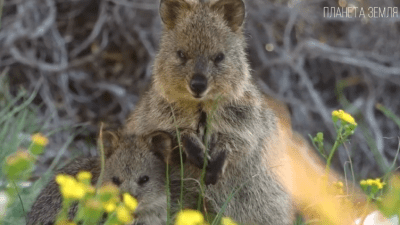 Квокка: улыбчивое и самое милое животное Австралии
