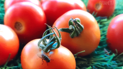 Помидор: сеньор из Южной Америки