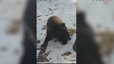 Гималайского медвежонка спасли в Приморье (видео)