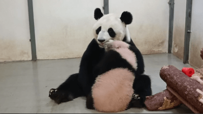 Московский зоопарк показал, как сильно Катюша любит маму