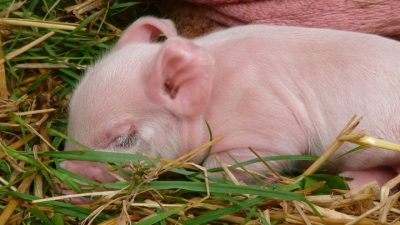 В Японии выведена свинья для пересадки органов человеку