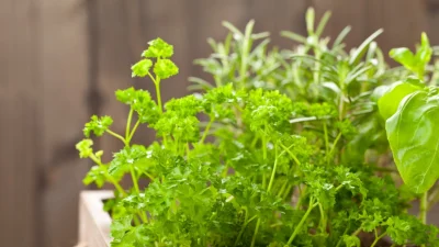 Как вырастить травы для приправ в домашних условиях