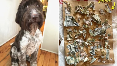 Очаровательный пёс по-своему распорядился пачкой хозяйских денег