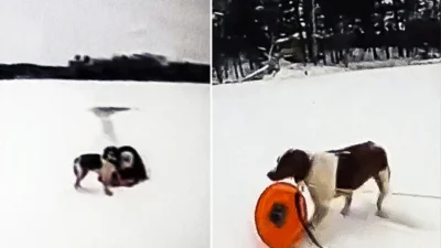 Понятливость маленького пёсика помогла спасти его хозяина