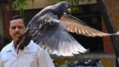 Индийская полиция освободила голубя, китайского шпиона, после 8 месяцев заключения