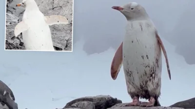 В Антарктиде в стае пингвинов выделялась белоснежным оперением одна самочка