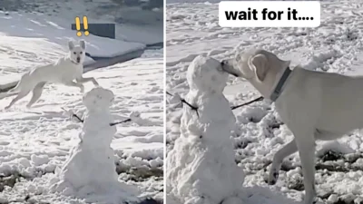 Общительная собака впервые увидела снеговика и стала с ним знакомиться