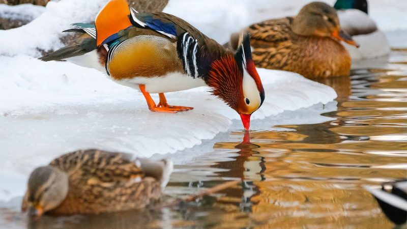 Пресс-служба Департамента природопользования и охраны окружающей среды города Москвы. Фото: mos.ru | Epoch Times Россия