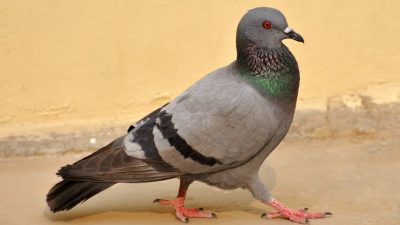 Подозреваемого в шпионаже голубя освободили в Индии