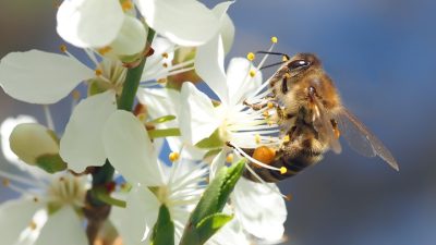 Турецкие учёные для спасения планеты хотят создать роботов-пчёл