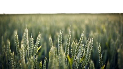 Фиолетовую пшеницу вывели российские учёные