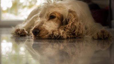 В Подмосковье спасли запертую в квартире собаку