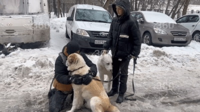 Собак переселили из московской квартиры в автофургон во дворе (видео)