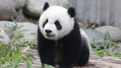 Как мама Диндин приучает Катюшу к большому вольеру (видео)