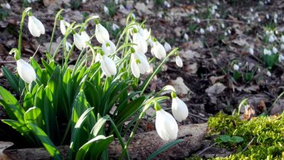Подари себе праздник — море подснежников!
