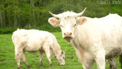 История появления коровы