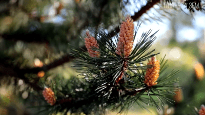 Сосна: хранительница леса