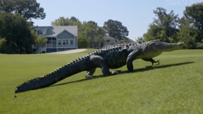 Аллигатор: чем он отличается от крокодила