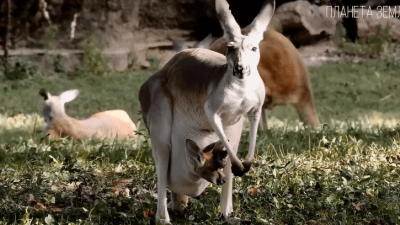 Кенгуру: «сумка на пружинке» из Австралии