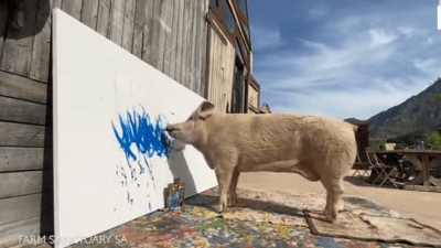 Как свинья-художница Пигкассо обогатила свою хозяйку (видео)