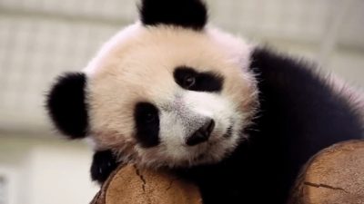 Когда панда Катюша уедет жить в Китай?