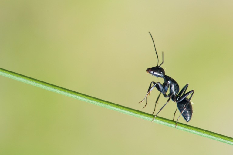 Стратегическая мудрость и стойкость Сыма И