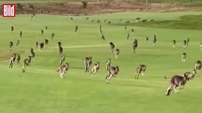 В Австралии сотни кенгуру проникли в гольф-клуб (видео)