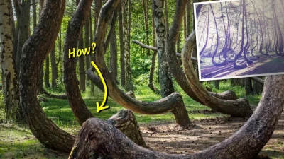 Непонятный лес с одинаково искривлёнными деревьями. Причина неизвестна