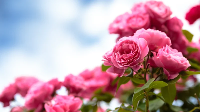 Существует более 150 видов роз и тысячи культурных сортов, каждый из которых отличается своим сочетанием цвета, формы и аромата. (TOMO/Shutterstock) | Epoch Times Россия