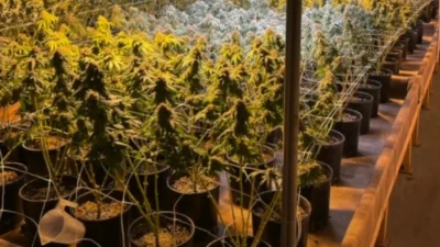 Китайская наркомафия в США