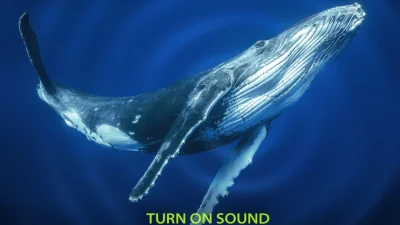 Как киты поют свои загадочные песни?