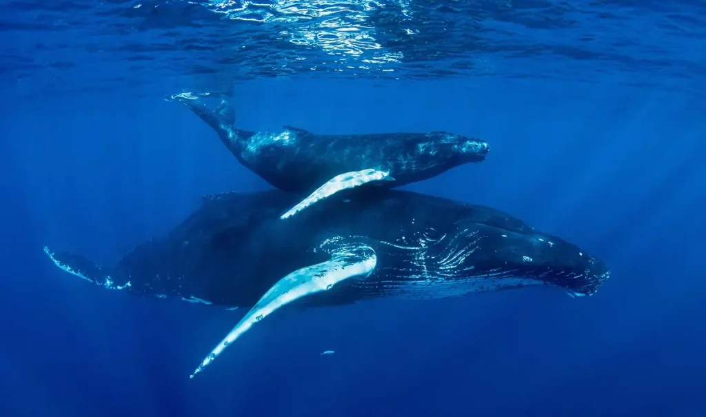 Как киты поют свои загадочные песни?