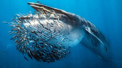 «Подводный фотограф года 2024» приоткрыл завесу морских глубин