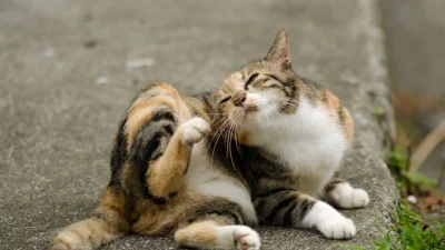 Блохи переносят бактерии чумы