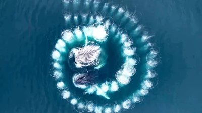 Когда горбатые киты выплывают на охоту, у рыбного косяка не остаётся шансов