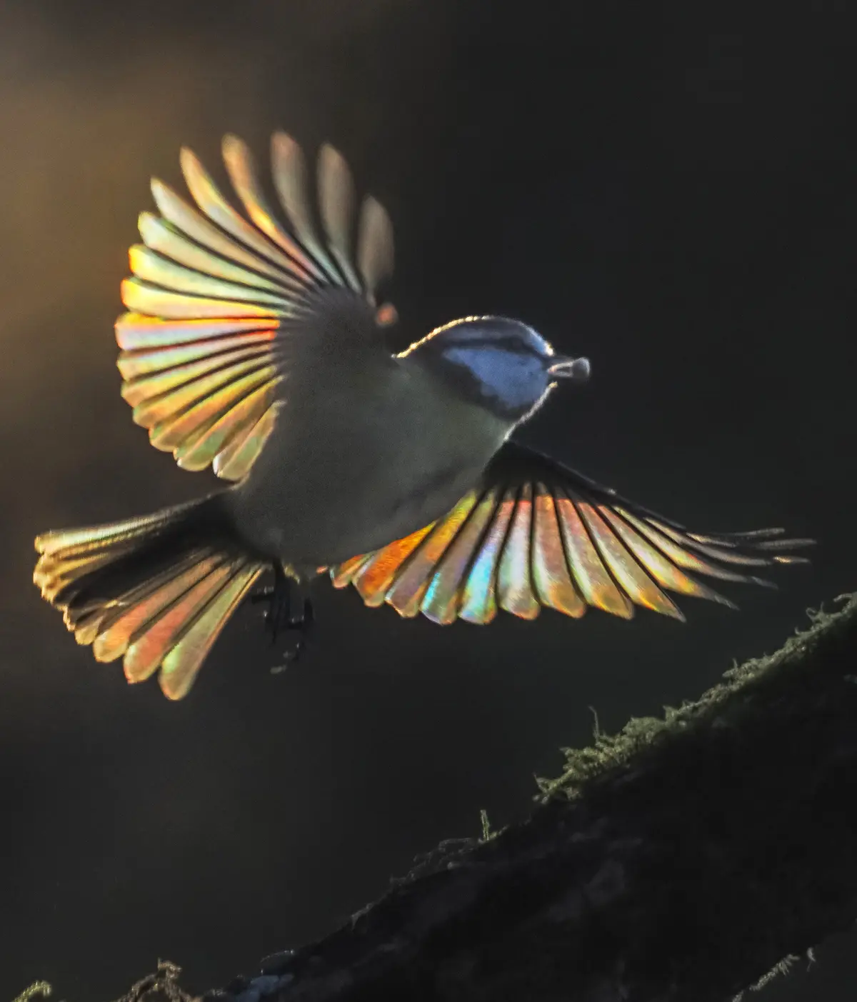 Посмотрите фотографии, где сквозь крылышки маленьких птичек светится радуга