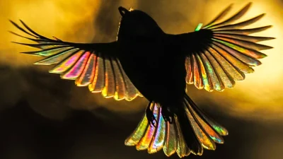 Посмотрите фотографии, где сквозь крылышки маленьких птичек светится радуга