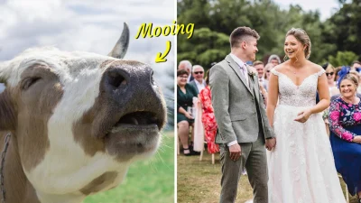 Корова громко выражала своё мнение на свадебной церемонии